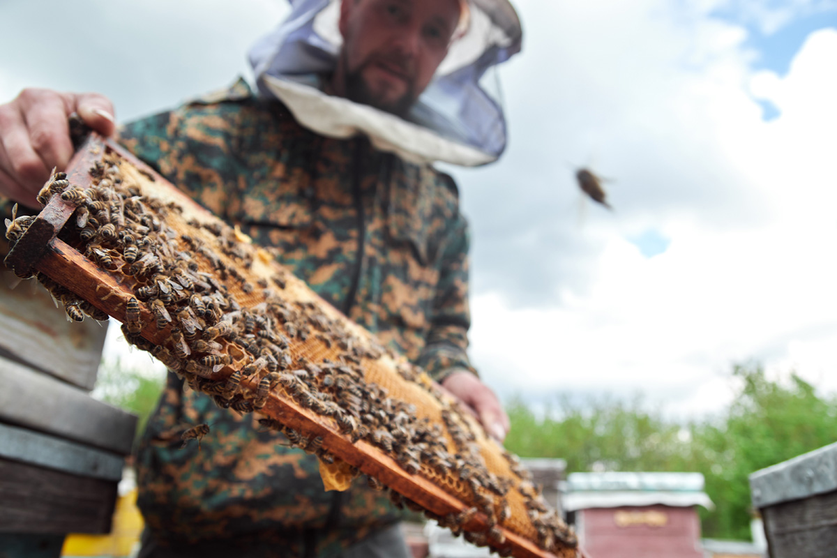 A beekeeper holding a honeycomb full of bees.